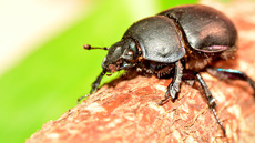 Waldmistkäfer (7).jpg